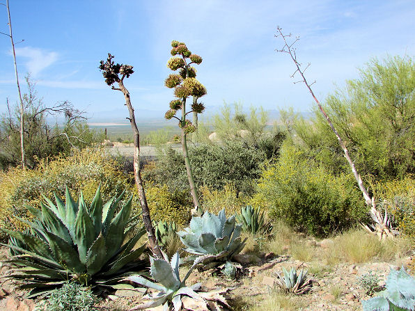 desert-plants-in-arizona-57_18 Пустинни растения в Аризона