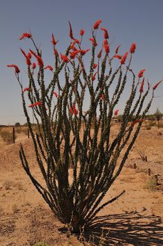 desert-plants-in-arizona-57_19 Пустинни растения в Аризона
