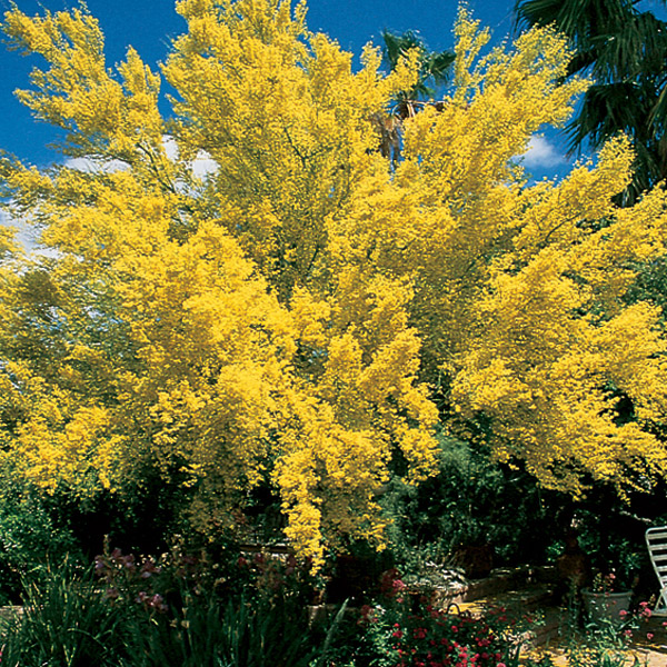 desert-plants-in-arizona-57_2 Пустинни растения в Аризона