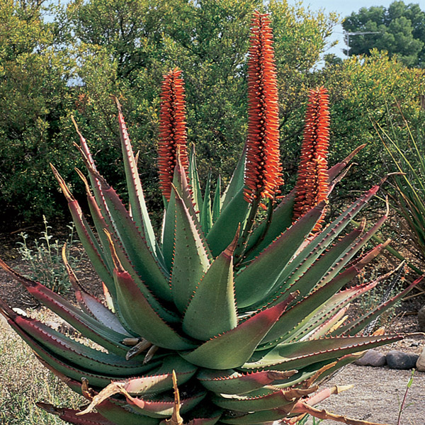 desert-plants-in-arizona-57_3 Пустинни растения в Аризона