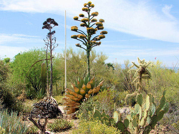 desert-plants-in-arizona-57_4 Пустинни растения в Аризона