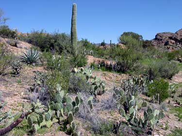 desert-plants-in-arizona-57_5 Пустинни растения в Аризона