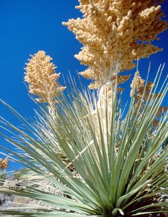 desert-plants-in-arizona-57_6 Пустинни растения в Аризона