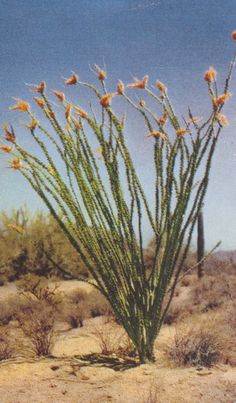 desert-plants-in-arizona-57_8 Пустинни растения в Аризона