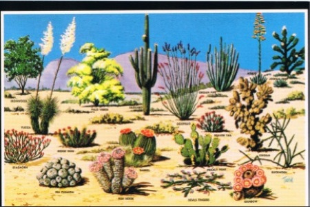 desert-plants-in-arizona-57_9 Пустинни растения в Аризона