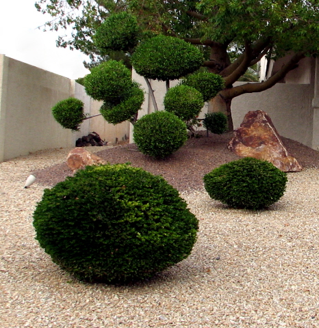 desert-plants-landscaping-ideas-15_17 Пустинни растения озеленяване идеи