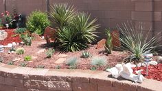 desert-plants-landscaping-87 Пустинни растения озеленяване