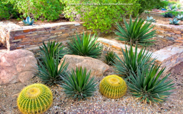 desert-plants-landscaping-87_12 Пустинни растения озеленяване