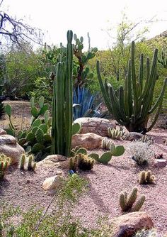 desert-plants-landscaping-87_18 Пустинни растения озеленяване