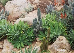 desert-plants-landscaping-87_20 Пустинни растения озеленяване