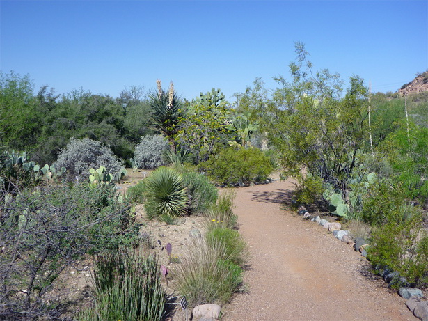 desert-plants-of-arizona-55_12 Пустинните растения на Аризона