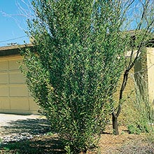 desert-plants-of-arizona-55_13 Пустинните растения на Аризона