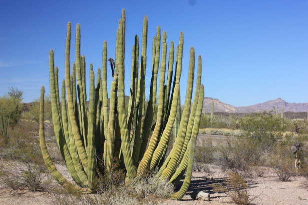 desert-plants-51 Пустинни растения