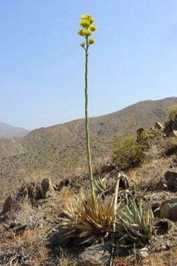 desert-plants-51_11 Пустинни растения