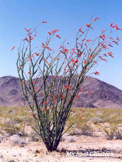 desert-plants-51_16 Пустинни растения