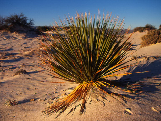 desert-plants-51_18 Пустинни растения