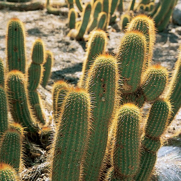 desert-plants-51_4 Пустинни растения