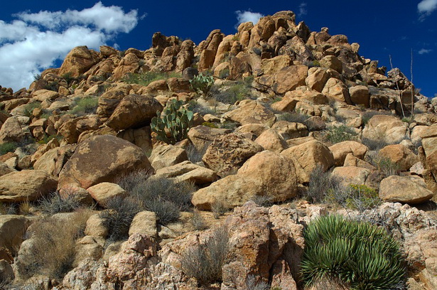 desert-rock-garden-74_11 Пустинна алпинеум