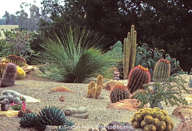 desert-rock-garden-74_2 Пустинна алпинеум