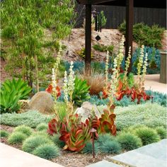 drought-tolerant-front-yard-landscaping-ideas-19_16 Устойчиви на суша идеи за озеленяване на предния двор