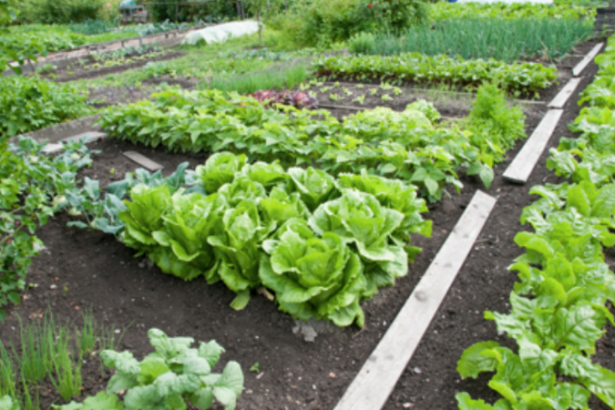 easy-vegetable-garden-ideas-94 Лесни идеи за зеленчукова градина
