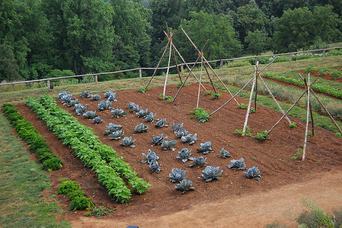 Лесни идеи за зеленчукова градина