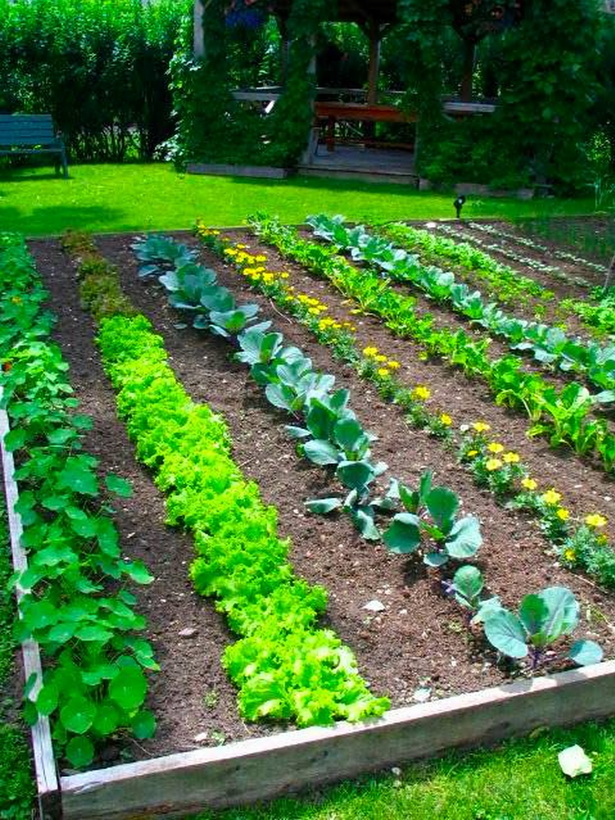 easy-vegetable-garden-ideas-94_10 Лесни идеи за зеленчукова градина