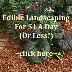 edible-landscaping-ideas-62_16 Ядливи идеи за озеленяване