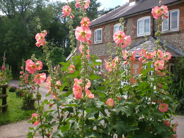 english-cottage-garden-plants-46_16 Английска вила градински растения