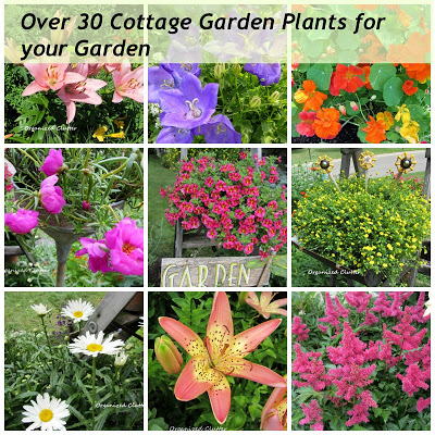 english-cottage-garden-plants-46_19 Английска вила градински растения