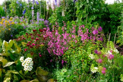 english-country-garden-plants-31_18 Английски селски градински растения