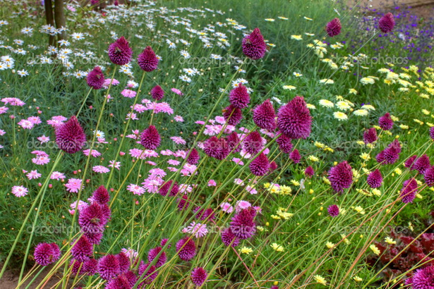 english-garden-flowers-04_16 Английски градински цветя