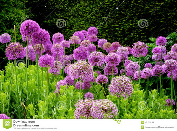 english-garden-flowers-04_17 Английски градински цветя