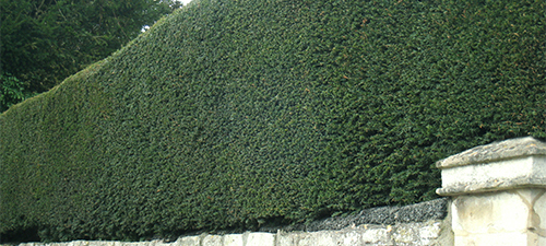 english-garden-hedges-38_13 Английски градински жив плет