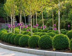 english-garden-hedges-38_15 Английски градински жив плет