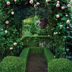 english-garden-hedges-38_17 Английски градински жив плет