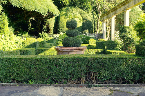 english-garden-hedges-38_2 Английски градински жив плет