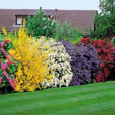 english-garden-shrubs-35_10 Английски градински храсти