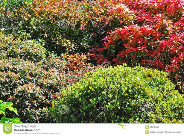 english-garden-shrubs-35_12 Английски градински храсти
