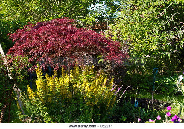 english-garden-shrubs-35_5 Английски градински храсти