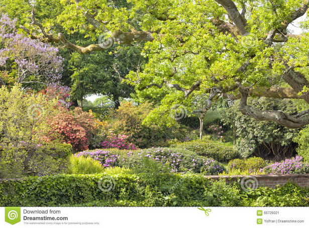 english-garden-trees-52_13 Английски градински дървета