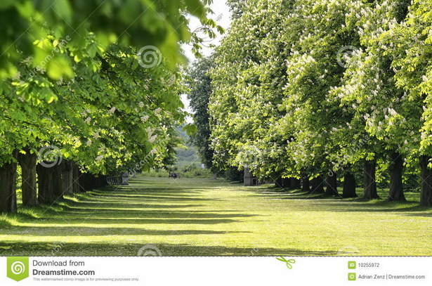 english-garden-trees-52_2 Английски градински дървета