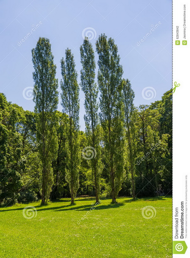 english-garden-trees-52_3 Английски градински дървета