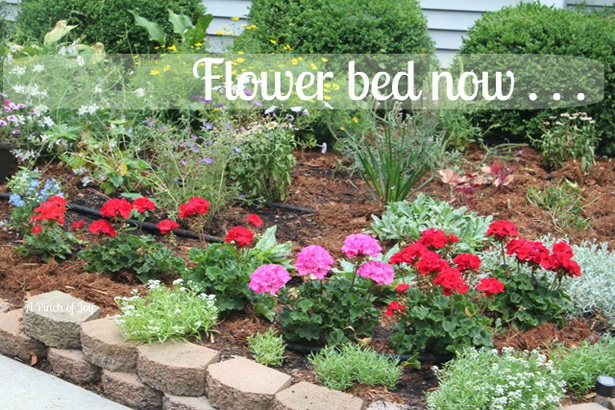 flower-beds-for-front-of-house-49_6 Цветни лехи за предната част на къщата