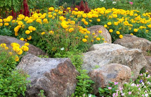 flower-gardens-with-rocks-88_8 Цветни градини с камъни