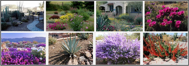 flowering-desert-plants-for-landscaping-16 Цъфтящи пустинни растения за озеленяване