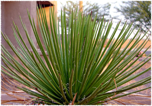 flowering-desert-plants-for-landscaping-16_10 Цъфтящи пустинни растения за озеленяване