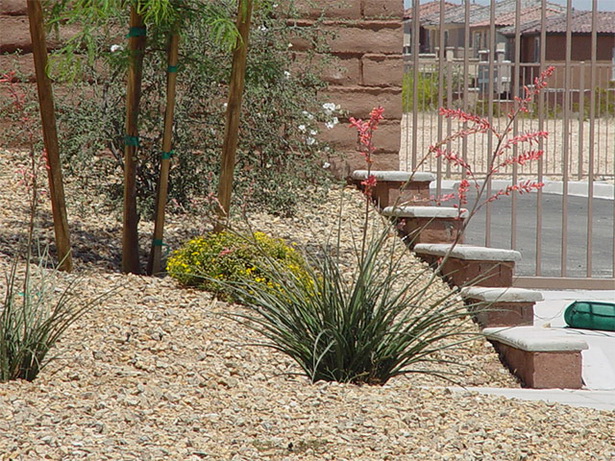 flowering-desert-plants-for-landscaping-16_12 Цъфтящи пустинни растения за озеленяване
