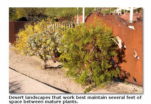 flowering-desert-plants-for-landscaping-16_14 Цъфтящи пустинни растения за озеленяване