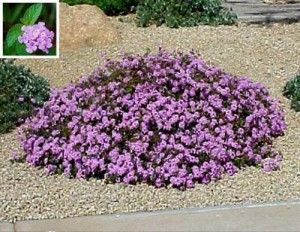 flowering-desert-plants-for-landscaping-16_15 Цъфтящи пустинни растения за озеленяване